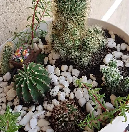 Gea 18 Νόβι Σαντ